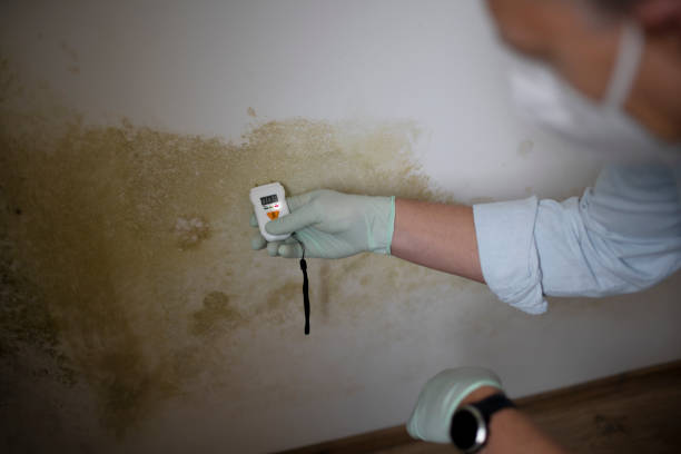 Best Toxic Mold Removal  in Marionville, MO