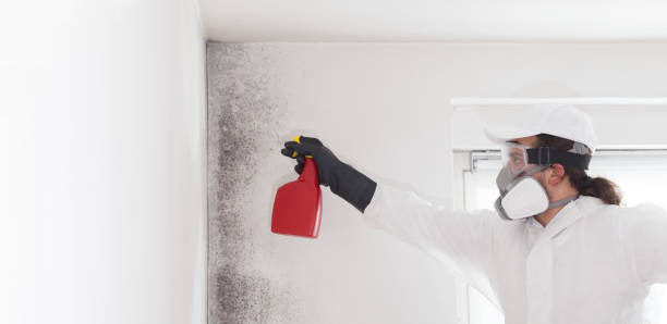 Best Mold Cleaning Services  in Marionville, MO