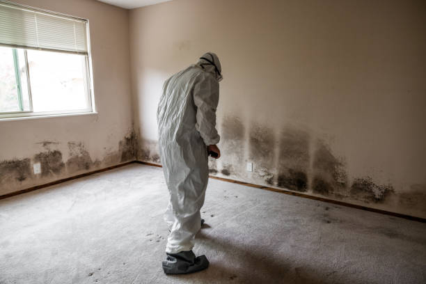 Best Mold Remediation Services  in Marionville, MO