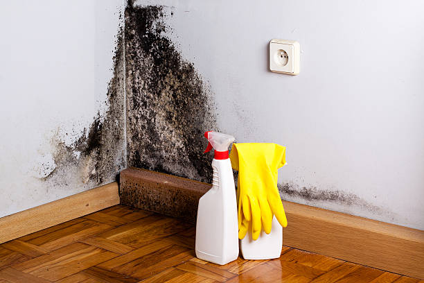Best Toxic Mold Removal  in Marionville, MO