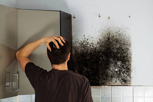 Best Fast Mold Removal  in Marionville, MO