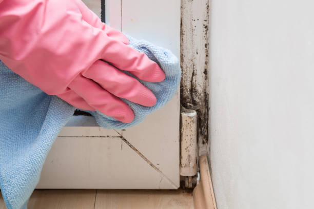 Best Toxic Mold Removal  in Marionville, MO