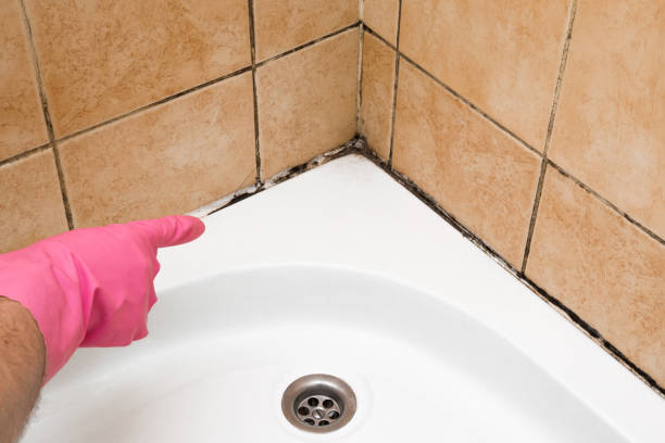 Best Mold Damage Repair  in Marionville, MO