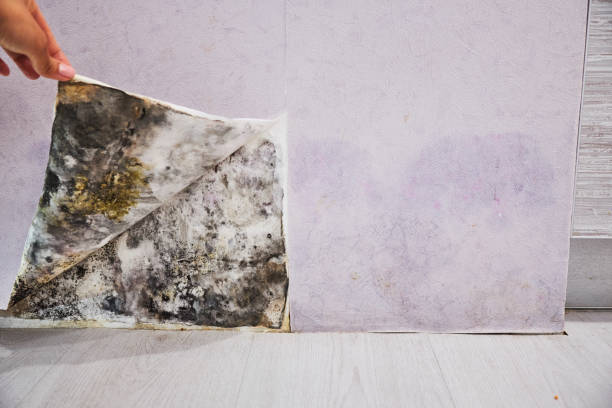Best Commercial Mold Removal  in Marionville, MO